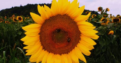 A Sea Of Yellow