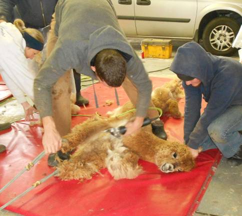 Shear cuteness 170 pounds of alpaca fiber were sheared on April 25 at Humming Meadows Alpaca Farm in Hampton.