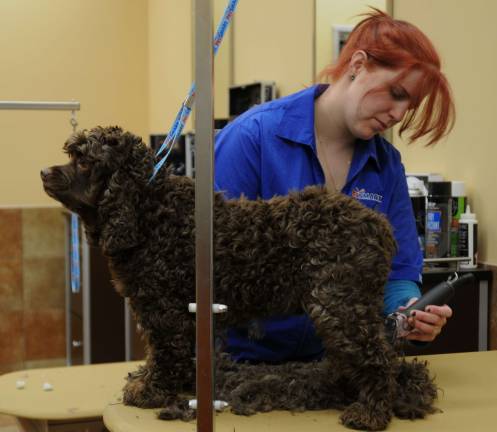Grand opening Employee Erin Fenwick gives a visiting dog a new hairdo