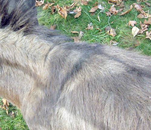 ‘Ye shall find the babe wrapped in swaddling clothes, lying in a manger’ Belle the donkey displays the cross on her back. Legend says all donkeys have a fur cross because Mary rode a donkey to Bethlehem on the first Christmas (Photo by Janet Redyke)