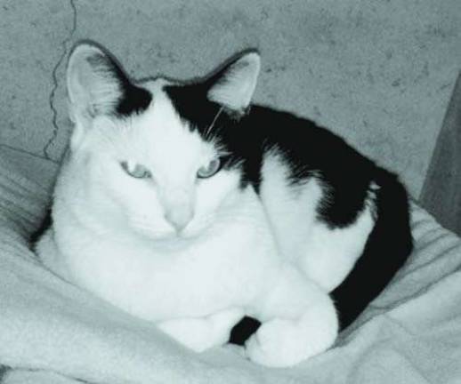 The Rescue Round-Up Marley