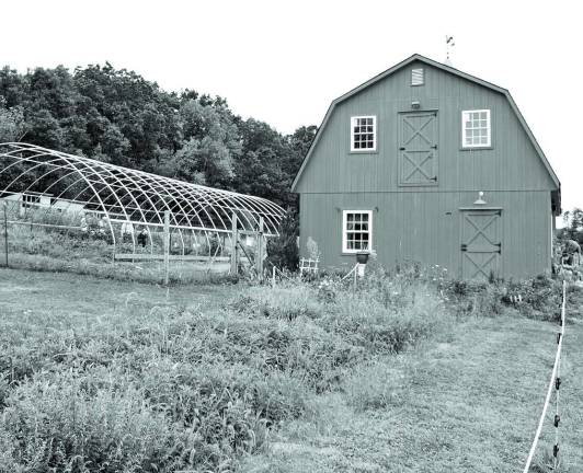 Gobs of garlic Visitors explore the big red barn and gardens at Sunset View Farm.
