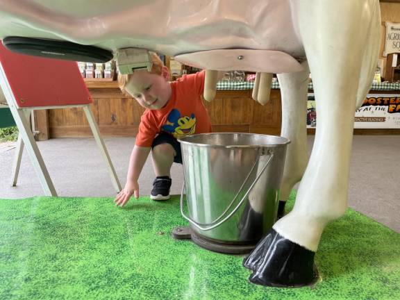 Liam Visakay milking Molly, the Incredible Milking Cow. Photo provided.