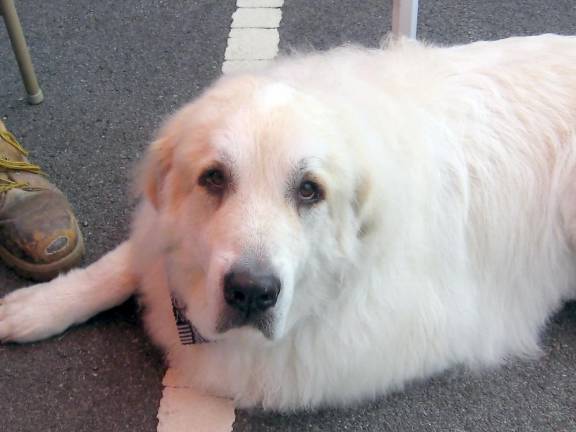 Therapy dog Tyler the Great Pyrenees is the official Farmers’ Market mascot. (Photo by Janet Redyke)