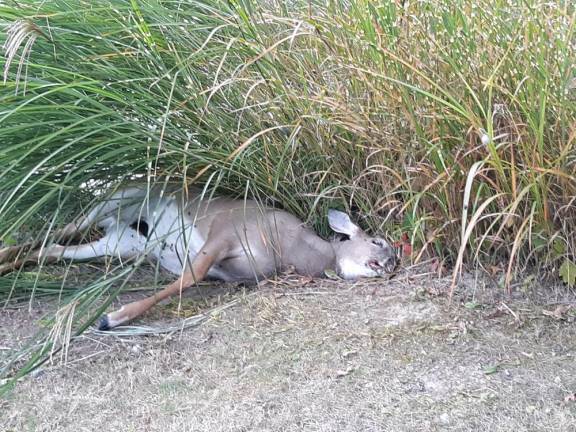 A deer carcass discovered by a pond in Blooming Grove, N.Y. (Photo credit: Audra DeCourcey)