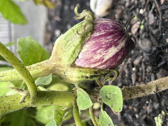 New Jersey gardeners win props for crops on Kitchen Garden Tour <b>An eggplant at April Perciballi’s garden. Photo: Bill Woolley</b>