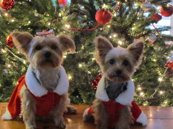 Pampered pets Submitted by Liz DiMenno of Milford, Pa. "Christmas with my girls! Lovely Christmas photo of my two Yorkies, Lexi and Rylee."