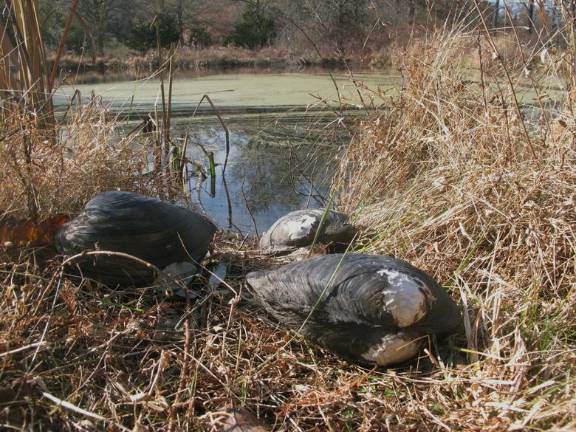 This Nov. 21, 2019 photo shows dead Chinese pond mussels that were found in a network of ponds in Franklin Township.