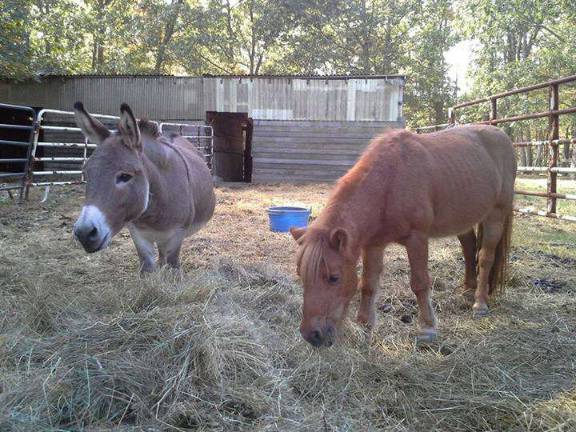The Rescue Round-Up Midget and Eeyore