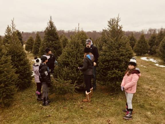 The choose and cut tree has begun. Pictured is a family selecting their tree in Andover.