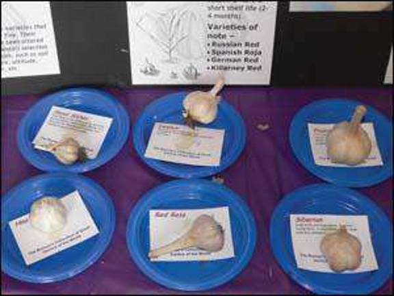 Festival promotes local garlic Festival promotes local garlic