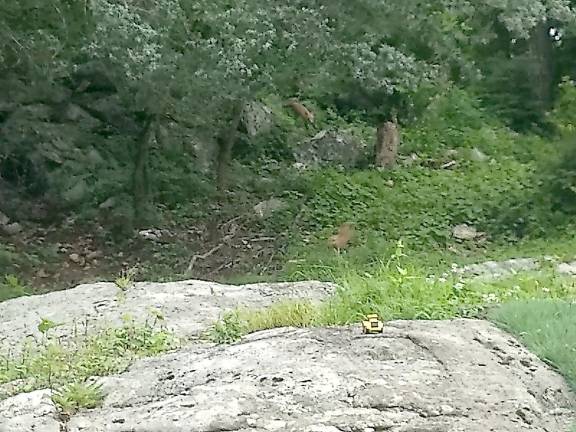 Foxy in Sparta Foxy in Sparta