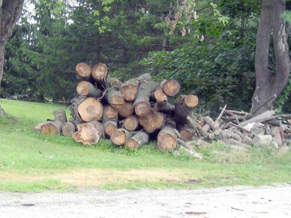 Locals compare Tropical Storm Isaias to Sandy With many downed trees, locals could prepare for winter with loads of firewood. (Photo by Janet Redyke)