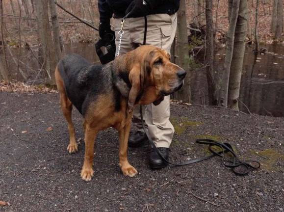 Byram bloodhound chosen for NJ Animal Hall of Fame induction Ripley, 9 1/2, a bloodhound with a long career as a search and rescue dog, was nominated for the NJVMA Animal Hall of Fame by Michael Flora and Dr. Carlos Abdul-Chani of Byram Animal Hospital in Stanhope.