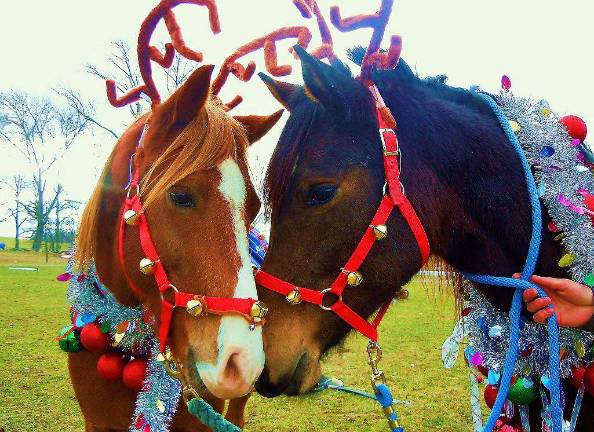 Pampered pets Submitted by Adrianna Altamirano of Hamburg, N.J. Odd Socks and Sambuca.