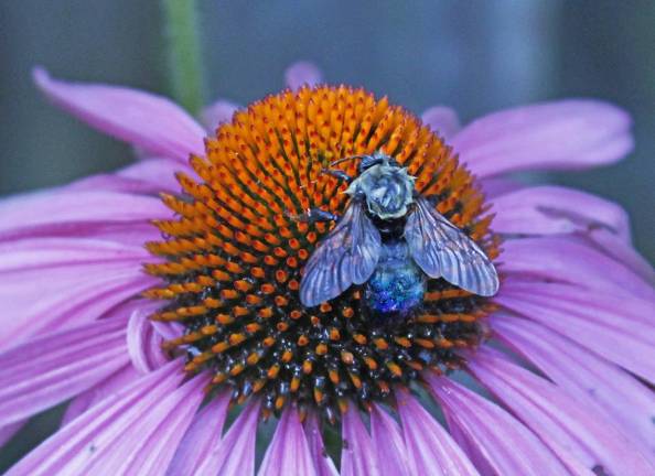 Bee on Echinacea by Linda Meek