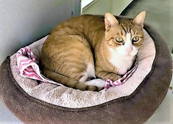 Space and Wirths bill allows for anonymously surrendering pets Space and Wirths bill allows for anonymously surrendering pets