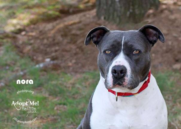 The Rescue Round-Up Nora