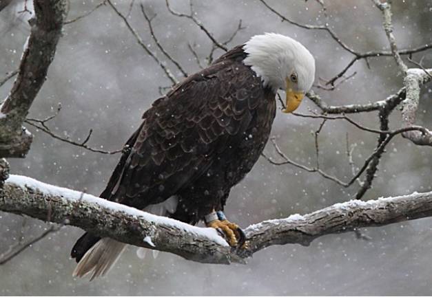 Nature photographers invited to enter contest Last year's first place photograph by Tina Tison