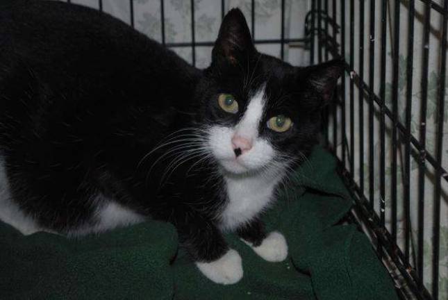 Wine and food pairing to benefit furry friends Cleopatra is a domestic short-haired female cat awaiting adoption at Father John's Animal House. She is current on vaccinations, is black and white (tuxedo).
