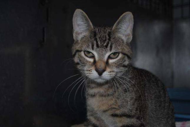 Wine and food pairing to benefit furry friends Burm is a nuetered male, current on all vaccinations, awaiting adoption at Father John's Animal House. Burm's primary colors are brown/chocolage and his secondary color is tabby-brown chocolate.