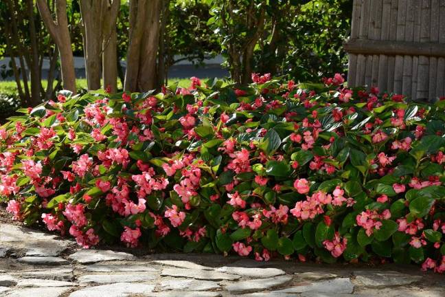 2022 top garden trends and expert tips for success 2022 top garden trends and expert tips for success