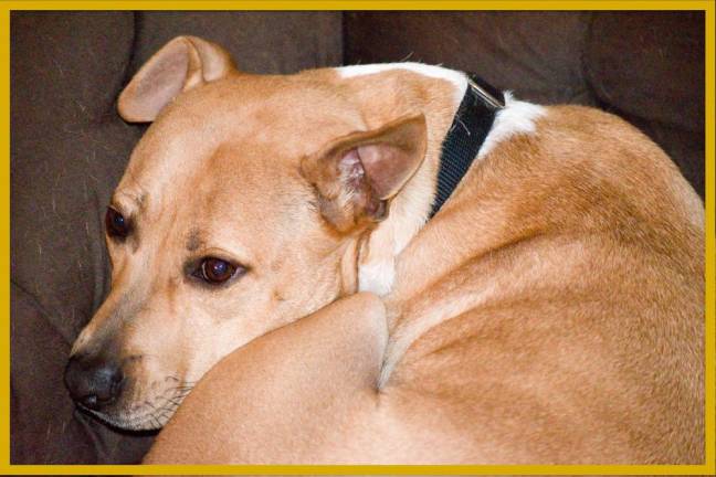 Giving Thanks David Richard is most thankful for his “smooch-pooch, Bonny.”