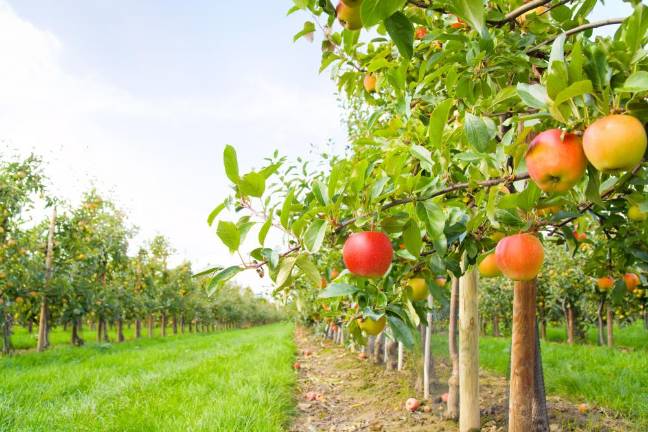 Local apple picking spots Apple orchard