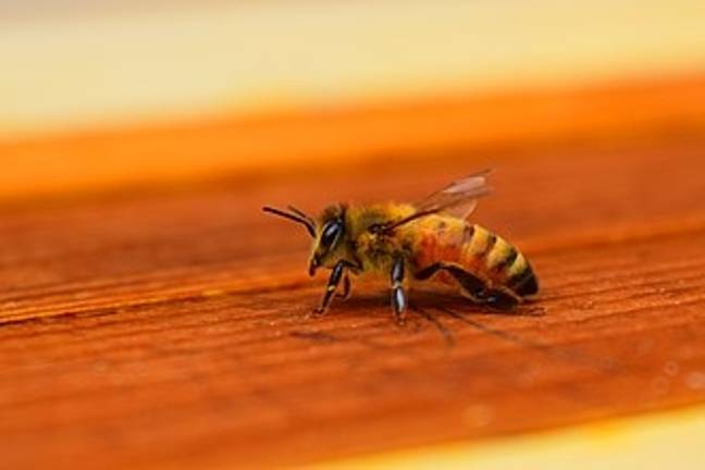 Beekeeping presentation Beekeeping presentation