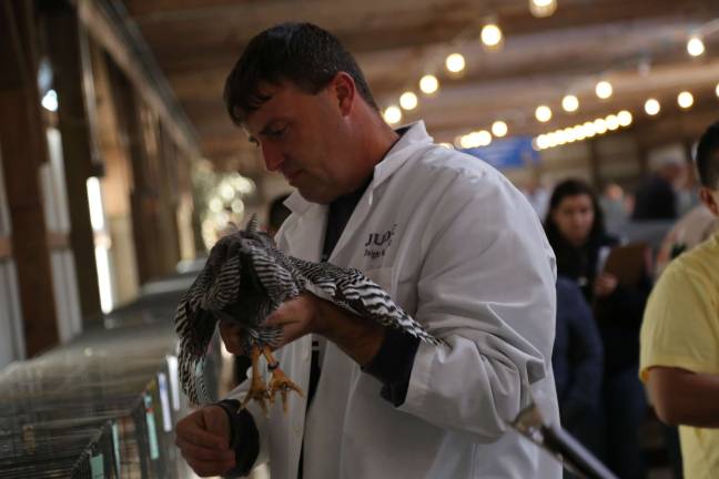 Sussex County Poultry Fanciers hold fall show Judge Dwight W.J. Scott of New York judges a barred rock at the Sussex County Poultry Show.