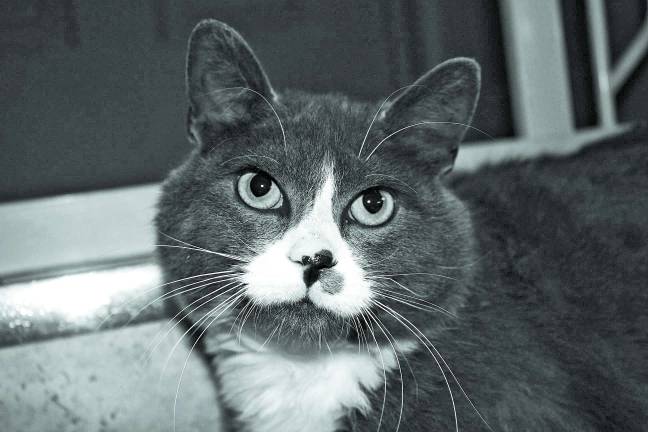 The Rescue Round-Up Bandit