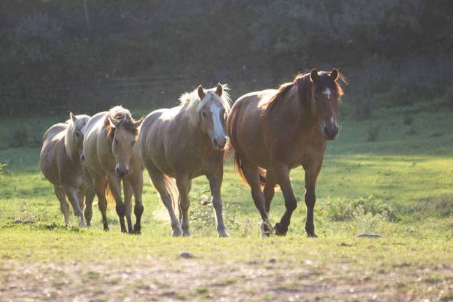 Horses are able to roam freely in family packs such as this one at Rivers Edge Horse Rescue and Sanctuary. Photos by laurie Gordon