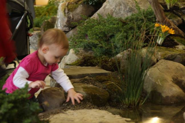 It happens every year Grace Pascarella from Hamburg checks out the gravel around the man-made pond filled with koi fish.
