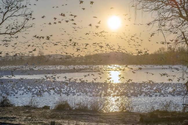 A ‘blizzard’ of snow geese at Pennsylvania’s Middle Creek Snow geese lift off at sunrise at Middle Creek Wildlife Management Area in Pennsylvania. (Bay Journal photo by Dave Harp)