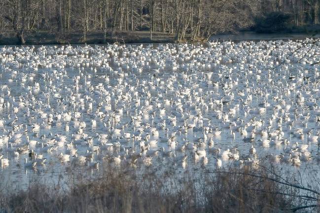 A ‘blizzard’ of snow geese at Pennsylvania’s Middle Creek Hundreds of migrating snow geese pack into the cove of a lake at Middle Creek Wildlife Management Area. (Bay Journal photo by Dave Harp)