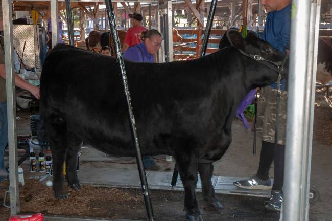Sussex County Fair in picutres Getting gussied up to meet the visitors