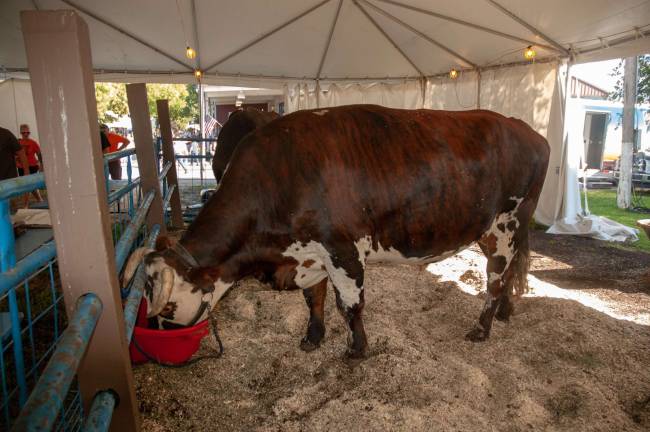 Sussex County Fair in picutres No bull, that's an ox