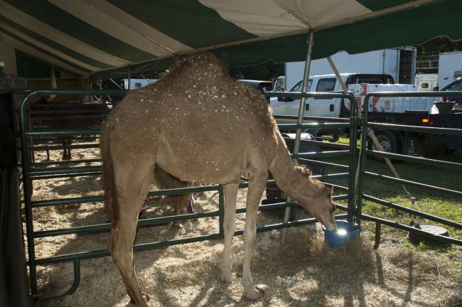Miss Green is Queen of the Fair The 'ship of the desert'