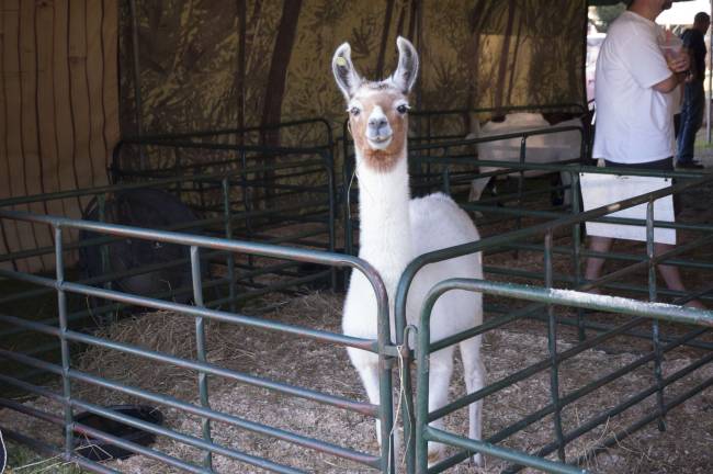 Miss Green is Queen of the Fair The llama