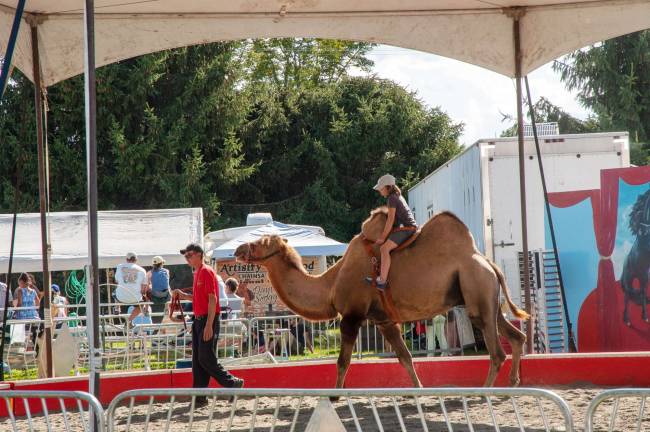 Sussex County Fair in picutres Ship of the desert in the New Jersey Highlands