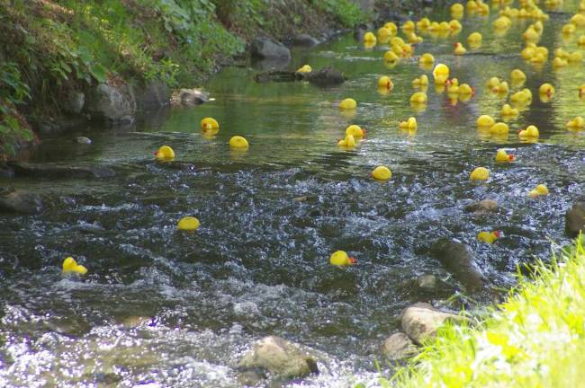 Here come the rubber duckies! Here come the rubber duckies!