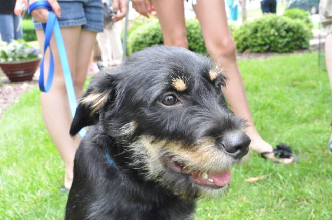 Chili with a chance of adoption Tommy is up for adoption at O.S.C.A.R.