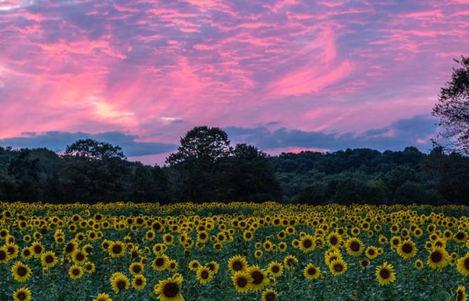 The Sussex County Sunflower Maze held extended hours for photographer Virginia Korstad and her colleagues from the Sparta Camera Club to photograph the magnificent sunflower fields at sunrise and sunset.