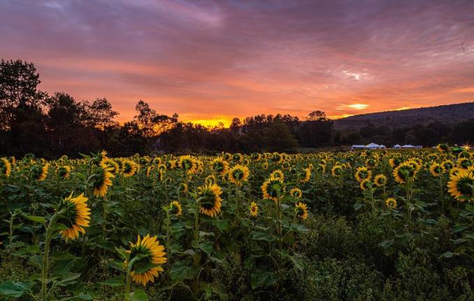 A sunrise photo with the backs of the sunflowers to the camera as they face the southeast. The phenomenon of flowers following the sun across the sky is called heliotropism.