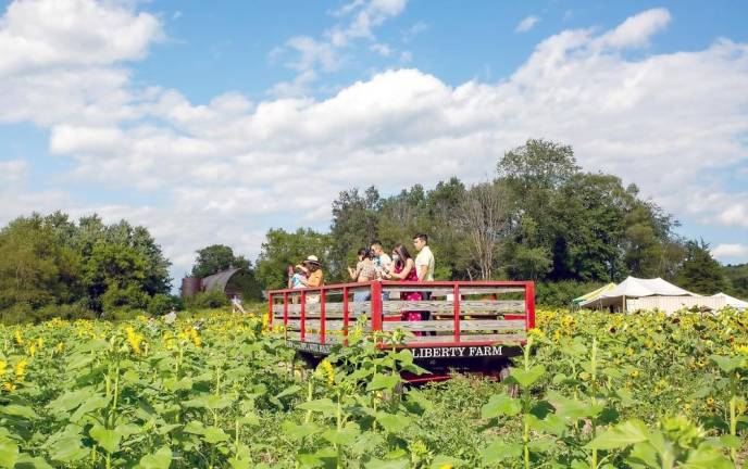 Sussex County’s most amazing maze There are many spots to stop for photos along the maze, including the Liberty Farm overlook farm stand. (Photo by Sammie Finch)