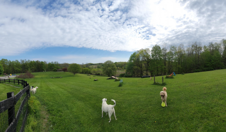 Local dog parks Pups explore Wantage Dog Park. Photo: Jeremy Hubbard
