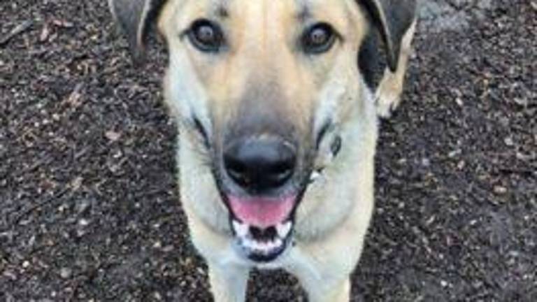 Dog of the Week: Atlas Maverick Dog of the Week: Atlas Maverick