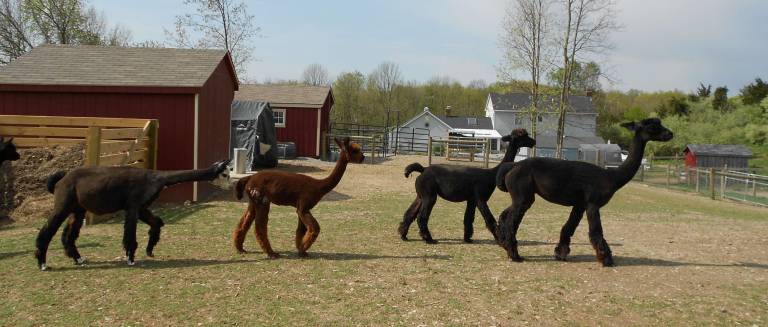 Shear cuteness Freshly sheared alpacas return to their usual routines.