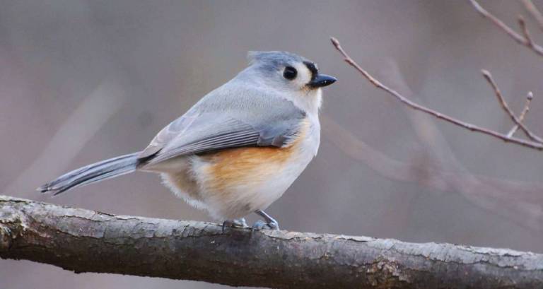 Waiting for spring Photo by Armand O'Ensanian