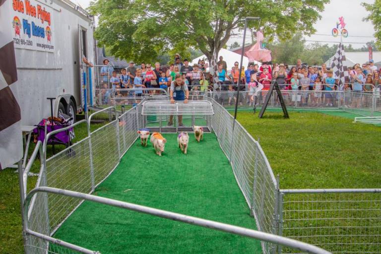$!Hot Dog Pig Races, fighting robots, live music, art shows and more are included free with admission.